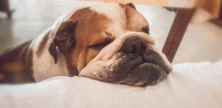 English bulldog with excellent lower jaw, CH Bulldesharonbull Billie Jean , she is mother of champions dogs, puppies Bulldog 6 years ago ...