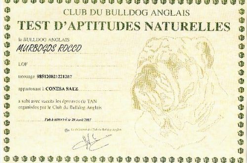 Test Aptitudes BULLDOG en Francia