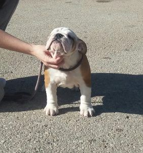 excelente tipicidad de este bulldog inglés cachorro hembra, con un frontal precioso y expresión.
