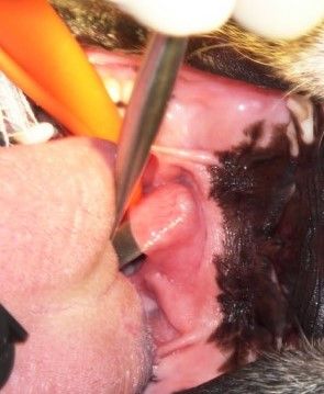 Bulldog paladar elongado, la cirugía es una opción pero antes su Bulldog debe dejar de ser obeso , la obesidad en perros con síndrome del perro braquicéfalo es un lastre del cual hay que abandonar 