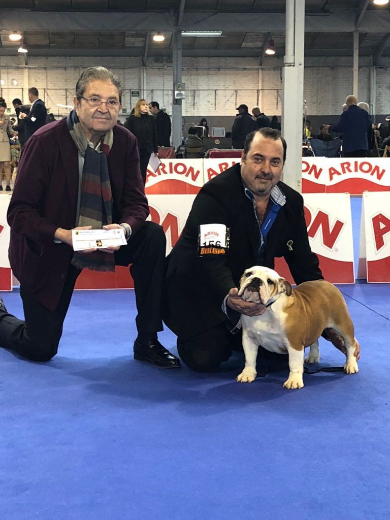 Bulldog Inglés en exposición canina, juez D Manuel Bertrand