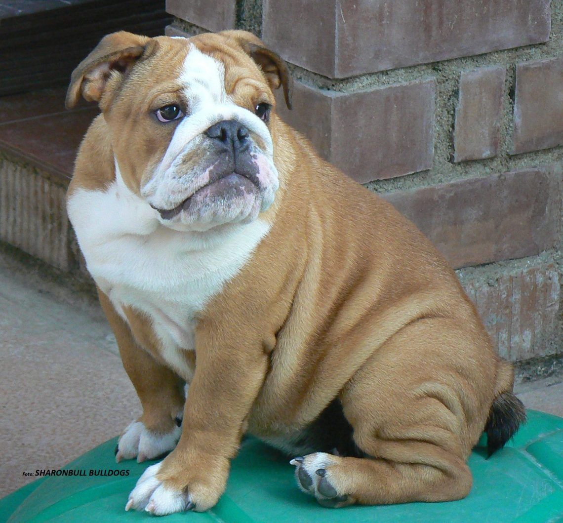 Bulldog