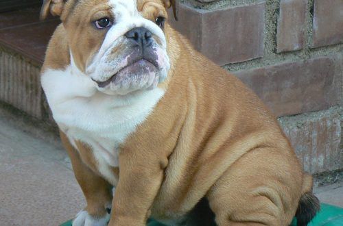 Bulldog