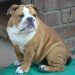 Bulldog