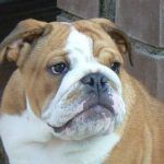 Bulldog repiración
