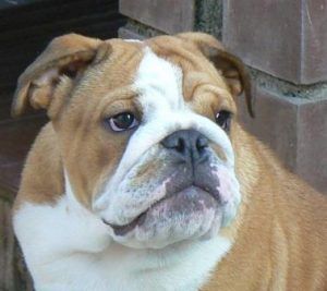 Bulldog repiración
