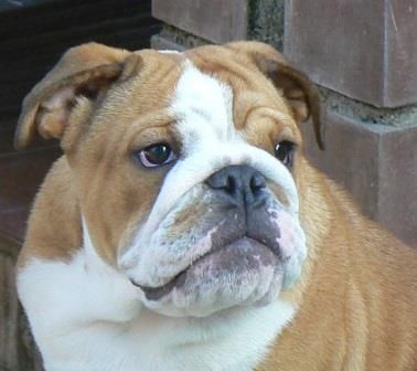 Bulldog repiración