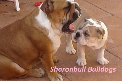 Bulldog ingles cachorro y adulto