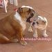 Bulldog ingles cachorro y adulto
