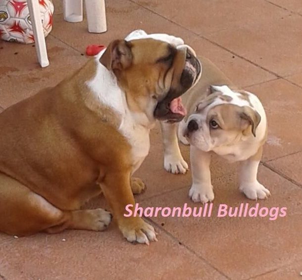 Bulldog ingles cachorro y adulto