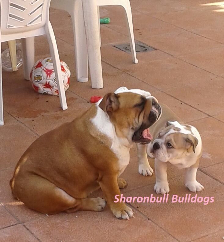 Bulldog inglés en sharonbull
