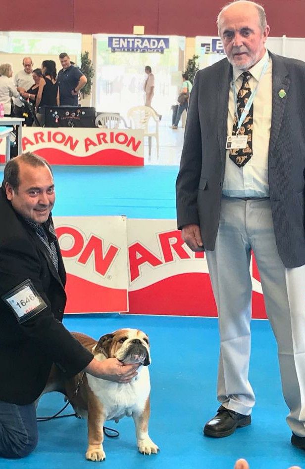 Winner CCV veteran Bulldog, Spain . CH BUlldesharonbull Billie jean