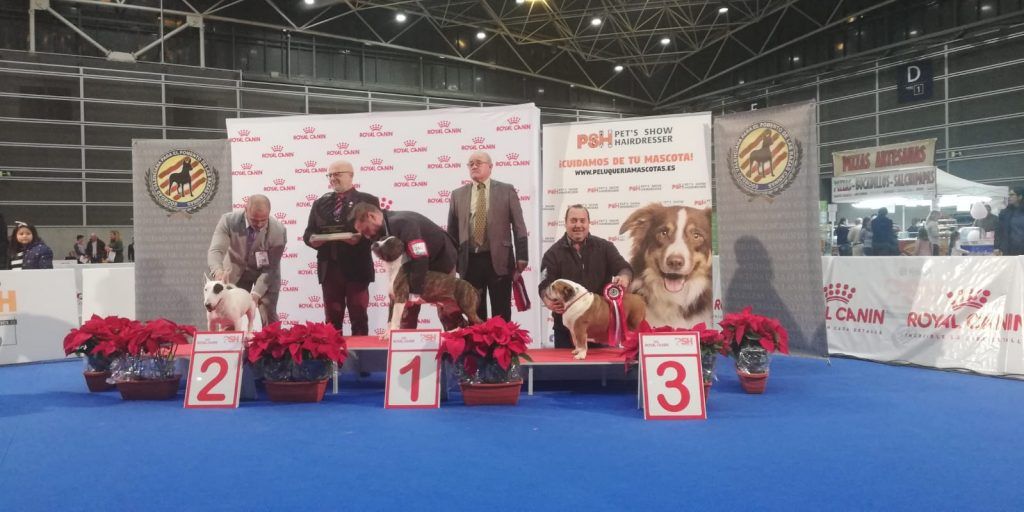 Podium gran final de veteranos Valencia 2019 , tercera posición para Bulldog Billie jean, Campeona de España veterana