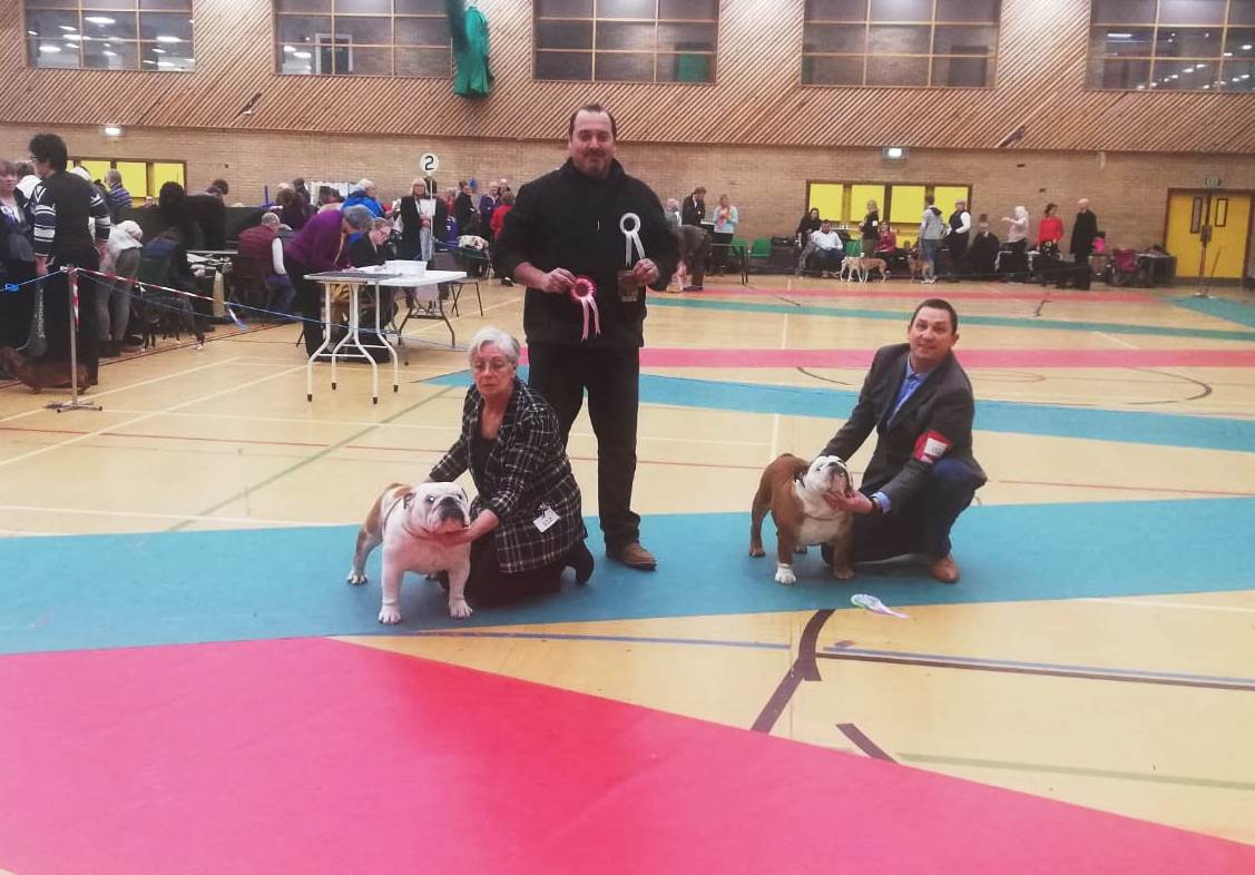 best Bulldog Best Puppy shields 2020