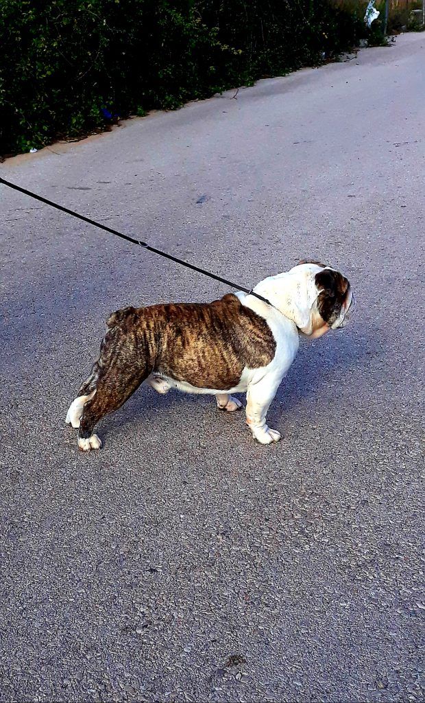 Bulldog inglés de excepcional temperamento, fuerza, soltura, proporciones típicas en forma y equilibrio, hijo de Multi Ch Murbogos Rocco