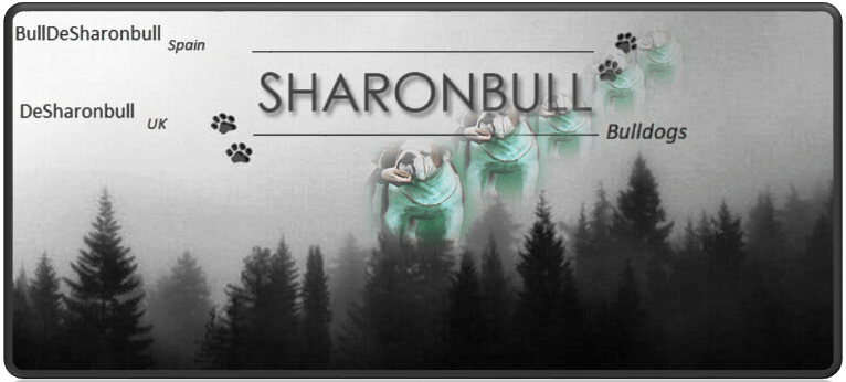 Bulldog Ingles Sharonbull