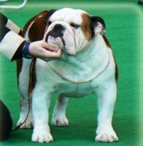 Bulldog inglés