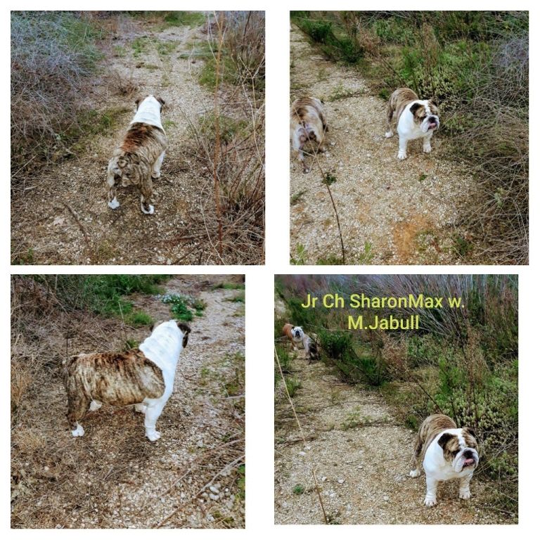 Bulldog Ingles Sharonbull criadero