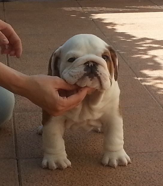 Cachorro de Bulldog inglés