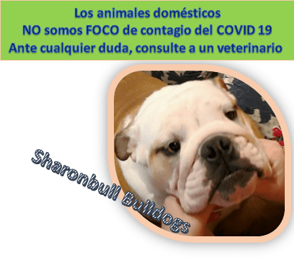 Los perros no son un foco de contagio del COVID 19 , ante cualquier duda, consulte a un veterinario, sharonbull Bulldogs