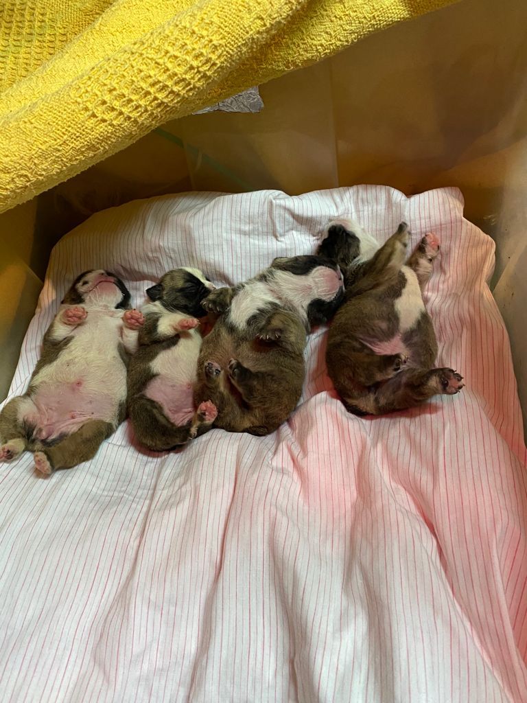 Cachorros de bulldog Ingles